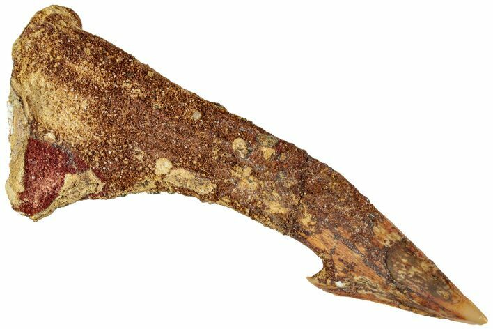Fossil Sawfish (Onchopristis) Rostral Barb - Morocco #311228